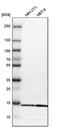 Mitochondrial fission 1 protein antibody, PA5-53605, Invitrogen Antibodies, Western Blot image 
