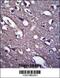 Proline Rich 18 antibody, 57-166, ProSci, Immunohistochemistry paraffin image 