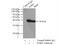 Sorbitol Dehydrogenase antibody, 15881-1-AP, Proteintech Group, Immunoprecipitation image 