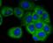 Secretoglobin Family 1A Member 1 antibody, A02201, Boster Biological Technology, Immunocytochemistry image 