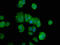DNA Polymerase Delta 3, Accessory Subunit antibody, CSB-PA617997LA01HU, Cusabio, Immunofluorescence image 