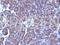 Golgi Zone antibody, 691533, Progen Biotechnik GmbH, Flow Cytometry image 