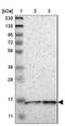 Cytochrome C Oxidase Assembly Factor 1 Homolog antibody, NBP1-83830, Novus Biologicals, Western Blot image 