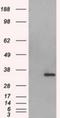 Aurora Kinase C antibody, NBP1-47663, Novus Biologicals, Western Blot image 