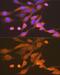 Xanthine Dehydrogenase antibody, GTX03231, GeneTex, Immunocytochemistry image 