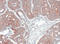 Mannose Phosphate Isomerase antibody, LS-C185557, Lifespan Biosciences, Immunohistochemistry frozen image 
