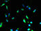 Monocyte to macrophage differentiation factor 2 antibody, CSB-PA814229LA01HU, Cusabio, Immunofluorescence image 