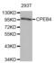 Cytoplasmic Polyadenylation Element Binding Protein 4 antibody, abx004622, Abbexa, Western Blot image 