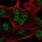 Integrator Complex Subunit 9 antibody, NBP2-57534, Novus Biologicals, Immunocytochemistry image 