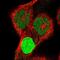 Potassium Voltage-Gated Channel Subfamily D Member 1 antibody, PA5-64866, Invitrogen Antibodies, Immunofluorescence image 