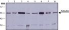 alpha-Tubulin antibody, T7451, Sigma-Aldrich, Western Blot image 