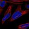 Nurim antibody, NBP2-55890, Novus Biologicals, Immunofluorescence image 