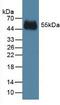 Human IgG2 antibody, LS-C300112, Lifespan Biosciences, Western Blot image 