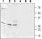 Calcium Binding Protein 2 antibody, PA5-77381, Invitrogen Antibodies, Western Blot image 