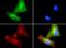 Phospholipid transfer protein antibody, GTX30230, GeneTex, Immunofluorescence image 