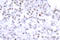 Structural Maintenance Of Chromosomes 1A antibody, AP06318PU-N, Origene, Immunohistochemistry paraffin image 