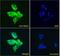DT-diaphorase antibody, PA5-18022, Invitrogen Antibodies, Immunofluorescence image 