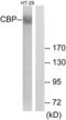 CREB Binding Protein antibody, LS-C120542, Lifespan Biosciences, Western Blot image 