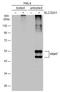 Solute Carrier Family 32 Member 1 antibody, NBP2-20857, Novus Biologicals, Western Blot image 