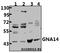 G Protein Subunit Alpha 14 antibody, A09083-1, Boster Biological Technology, Western Blot image 