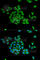 PRKCA-binding protein antibody, A1519, ABclonal Technology, Immunofluorescence image 