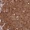 Zinc Finger Protein 619 antibody, HPA045094, Atlas Antibodies, Immunohistochemistry frozen image 