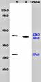 PACAP27 antibody, orb11221, Biorbyt, Western Blot image 