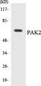 P21 (RAC1) Activated Kinase 2 antibody, LS-C200460, Lifespan Biosciences, Western Blot image 
