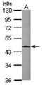 Purinergic Receptor P2X 3 antibody, GTX117217, GeneTex, Western Blot image 