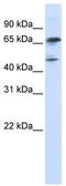 Forkhead box protein P4 antibody, TA345500, Origene, Western Blot image 