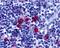 Bcl2 Modifying Factor antibody, orb74476, Biorbyt, Immunohistochemistry paraffin image 