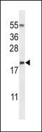 RNS3 antibody, PA5-48595, Invitrogen Antibodies, Western Blot image 