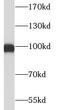 Exportin For TRNA antibody, FNab09970, FineTest, Western Blot image 