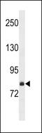 FCH and double SH3 domains protein 2 antibody, GTX53590, GeneTex, Western Blot image 