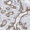 Myocilin antibody, PA5-55590, Invitrogen Antibodies, Immunohistochemistry paraffin image 