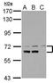 Dynein Cytoplasmic 1 Intermediate Chain 1 antibody, PA5-29489, Invitrogen Antibodies, Western Blot image 