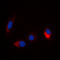 Microtubule Associated Protein Tau antibody, LS-C356200, Lifespan Biosciences, Immunofluorescence image 