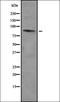 Zinc Finger Protein 785 antibody, orb378453, Biorbyt, Western Blot image 