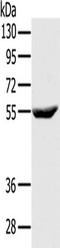mSec7-1 antibody, TA351560, Origene, Western Blot image 