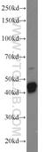 GFAP antibody, 23935-1-AP, Proteintech Group, Western Blot image 