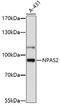 Neuronal PAS domain-containing protein 2 antibody, 16-806, ProSci, Western Blot image 