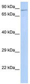 Zinc Finger Protein 226 antibody, TA339489, Origene, Western Blot image 