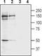  antibody, TA328846, Origene, Western Blot image 