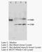 Mrgprc antibody, AP23345PU-N, Origene, Western Blot image 