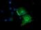 Exonuclease 3'-5' Domain Containing 1 antibody, NBP2-03355, Novus Biologicals, Immunofluorescence image 