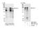 Pre-mRNA cleavage complex 2 protein Pcf11 antibody, NBP2-12787, Novus Biologicals, Western Blot image 