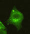 Histone Deacetylase 4 antibody, LS-C178294, Lifespan Biosciences, Immunofluorescence image 