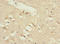 Adhesion G Protein-Coupled Receptor L2 antibody, LS-C675364, Lifespan Biosciences, Immunohistochemistry paraffin image 