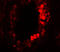 Homeobox protein ESX1 antibody, A08735, Boster Biological Technology, Immunofluorescence image 