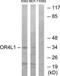 Olfactory Receptor Family 4 Subfamily L Member 1 antibody, TA316064, Origene, Western Blot image 
